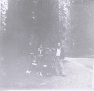 Redwoods1